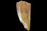 Serrated, Raptor Tooth - Very Large Specimen #87815-1